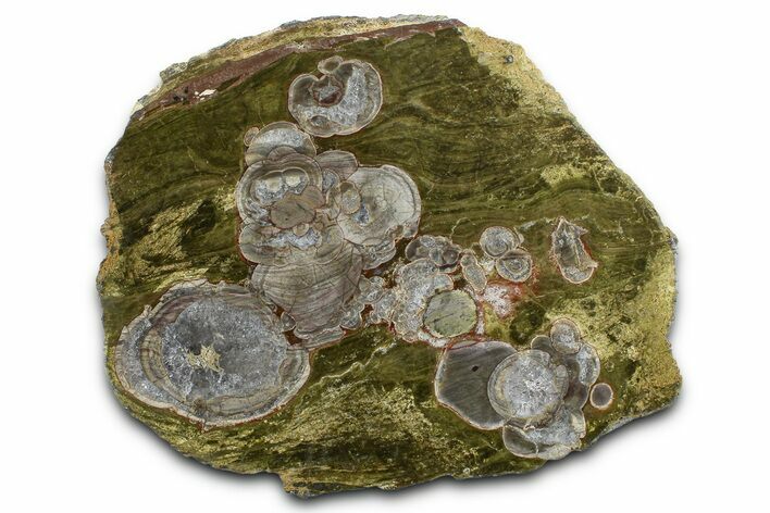 Polished Mushroom Jasper Section - Arizona #378032